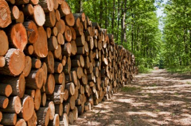 Sustaining trees, saving trees, protecting the forest, forest conserbation